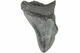 Partial Megalodon Tooth #194049-1